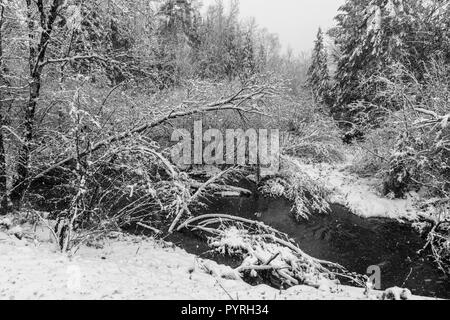 Es ist ein kleine Bucht im Schnee Sturm weißen Zweigen Stockfoto