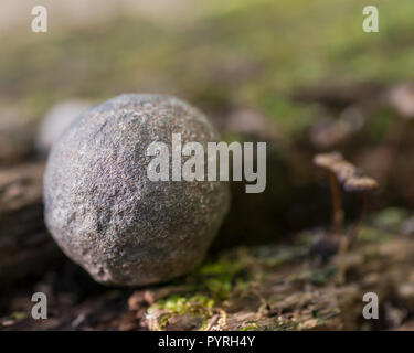 Schamane Stein von der North Rim des Grand Canyon in Utah in den USA. Auf einer Rinde Baum im Wald zu bewahren. Moqui Marmor. Mochi Kugeln. Stockfoto