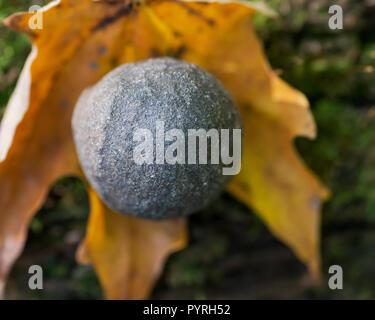 Schamane Stein von der North Rim des Grand Canyon in Utah in den USA. Auf einer Rinde Baum im Wald zu bewahren. Moqui Marmor. Mochi Kugeln. Stockfoto