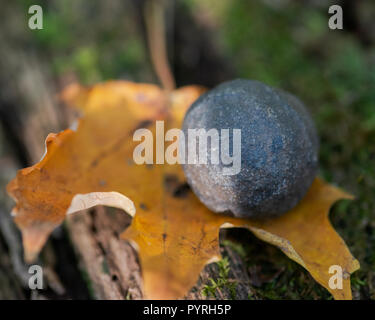 Schamane Stein von der North Rim des Grand Canyon in Utah in den USA. Auf einer Rinde Baum im Wald zu bewahren. Moqui Marmor. Mochi Kugeln. Stockfoto