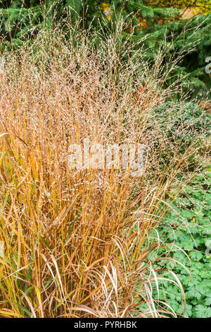 Switch Grass, Panicum virgatum 'Haense Herms' Herbstgarten Switchgrass, Oktober, Pflanze Herbstfärbung Stockfoto