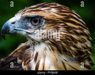 Ganz in der Nähe Nach oben Red tailed hawk Gesicht Stockfoto