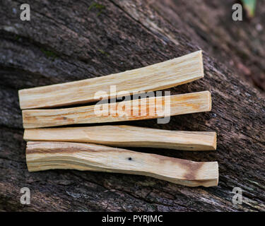 Peruanische Palo Santo heilige Holz Räucherstäbchen auf faserige Baumrinde im Wald zu bewahren. Verschmieren Zeremonie. Stockfoto