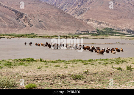 Kühe kreuz Panj River von Tadschikistan, Afghanistan, Wakhan Valley, Tadschikistan Stockfoto