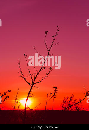 Sonnenuntergang im Herbst. Silhouetten der Bäume und das Unkraut in den Vordergrund. Das rote Glühen. Bearbeitet Stockfoto