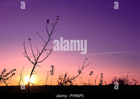 Sonnenuntergang im Herbst, Silhouetten von Baum- und Unkräuter in den Vordergrund. Die multicolor Glühen. Bearbeitet Stockfoto