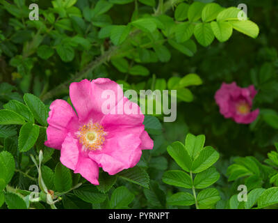 Wild Rose, die am höchsten Punkt der Stadt Lviv, Ukraine wuchs. Etwa 413 Meter über dem Meeresspiegel Stockfoto