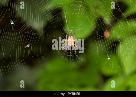 Große Spinne auf Jagd nach Insekten, hängen an cobweb Stockfoto