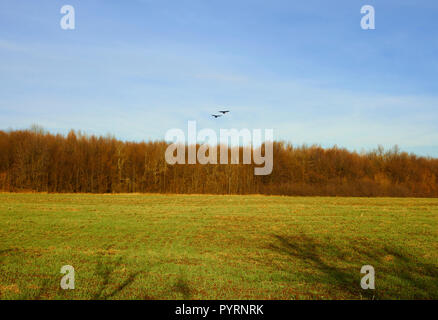 Zwei Krähen fliegen über den Wald und Feld in den späten Herbst Stockfoto