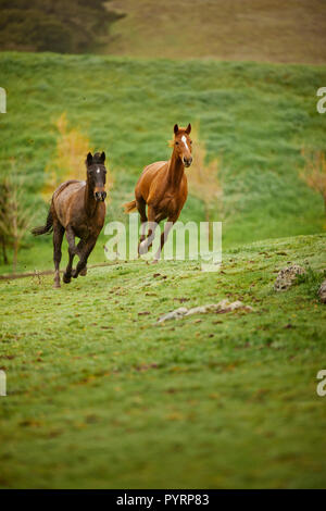 Bay Pferde galoppieren in einem Feld. Stockfoto