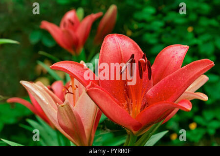 Rosa Lilie in Blumenbeet. Im Hochsommer Stockfoto