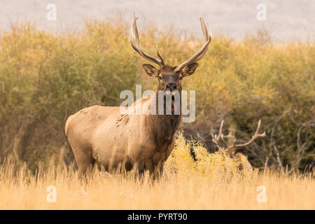 Drei Geweihtragende Bull III Stockfoto