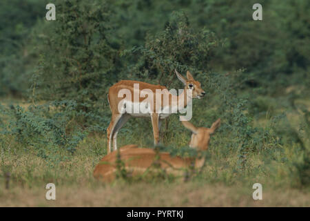 Weibliche Hirschziegenantilope (Antilope cervicapra) an kanjari Deer Park. Stockfoto