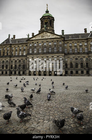 Amsterdam Platz mit Tauben, Detail der Vögel, Tourismus Stockfoto