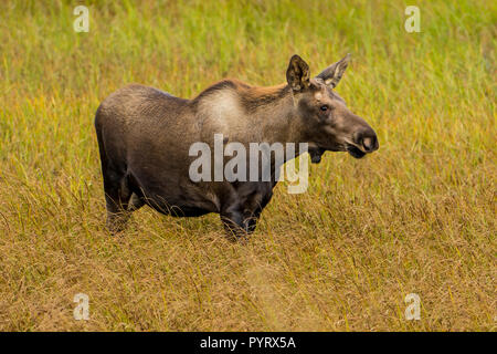 Elch (Alces alces), Kenai Halbinsel, Alaska, USA. Stockfoto