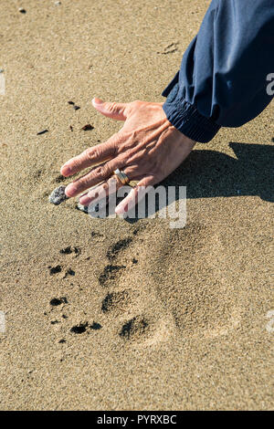 Grizzly oder Braunbär (Ursus arctos) Titel im Crescent Lake, Lake Clark National Park, Alaska, USA (MR). Stockfoto