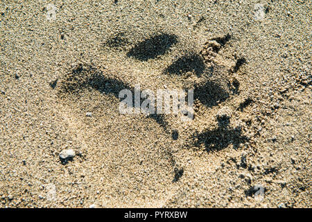 Grizzly oder Braunbär (Ursus arctos) Titel im Crescent Lake, Lake Clark National Park, Alaska, USA. Stockfoto