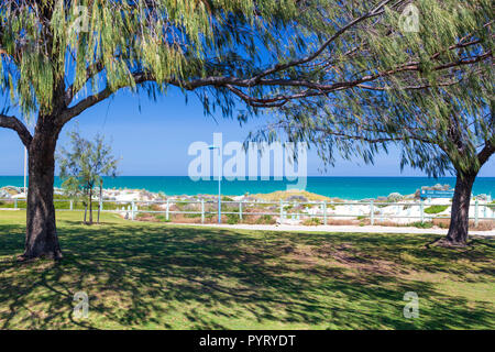 Sumpf Sheoak (Casuarina Obesa) Schatten bietet in einem Park neben dem Trigg Beach. Perth, Western Australia Stockfoto