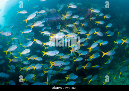 Schule der Tief-bodied Füsiliere [Caesio cuning]. West Papua, Indonesien. Stockfoto