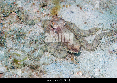 Langarmige Octopus. Puerto Galera, Philippinen. Stockfoto