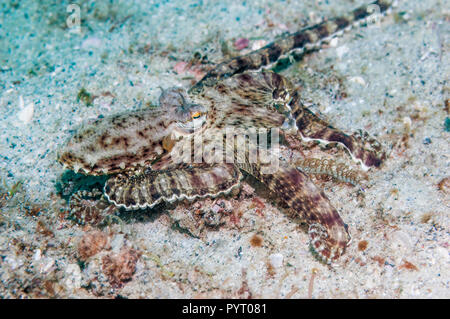 Langarmige Octopus. Puerto Galera, Philippinen. Stockfoto