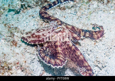 Langarmige Octopus. Puerto Galera, Philippinen. Stockfoto