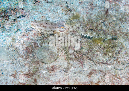 Langarmige Octopus. Puerto Galera, Philippinen. Stockfoto