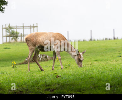 Ein Rotwild Hind Fütterung in Weiden auf dem Gelände des Culzean Castle Ayrshire, Schottland, Vereinigtes Königreich Großbritannien Stockfoto