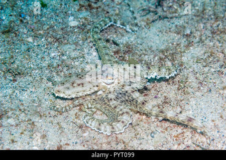 Langarmige Octopus. Puerto Galera, Philippinen. Stockfoto