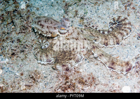 Langarmige Octopus. Puerto Galera, Philippinen. Stockfoto