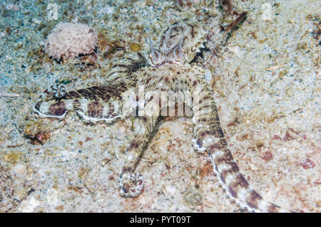 Langarmige Octopus. Puerto Galera, Philippinen. Stockfoto