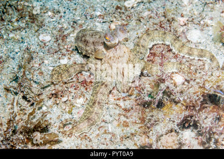 Langarmige Octopus. Puerto Galera, Philippinen. Stockfoto