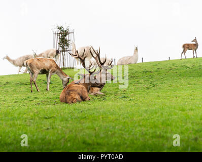 Zwei Hirsch Reh liegend mit zwei Hinds Fütterung auf dem Gelände des Culzean Castle mit Lamas im Hintergrund Ayrshire, Schottland, Vereinigtes Königreich Großbritannien Stockfoto