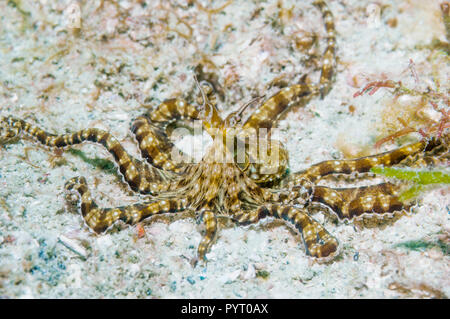 [Wunderpus Wonderpus photogenicus]. Puerto Galera, Philippinen. Stockfoto