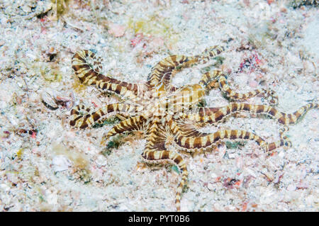 [Wunderpus Wonderpus photogenicus]. Puerto Galera, Philippinen. Stockfoto