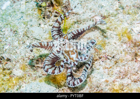 [Wunderpus Wonderpus photogenicus]. Puerto Galera, Philippinen. Stockfoto