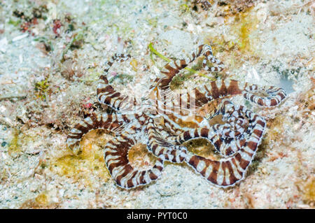 [Wunderpus Wonderpus photogenicus]. Puerto Galera, Philippinen. Stockfoto