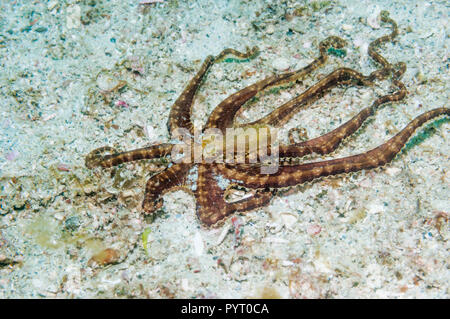 [Wunderpus Wonderpus photogenicus]. Puerto Galera, Philippinen. Stockfoto