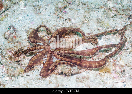 [Wunderpus Wonderpus photogenicus]. Puerto Galera, Philippinen. Stockfoto