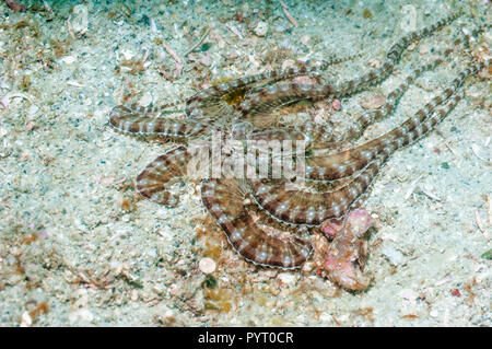 [Wunderpus Wonderpus photogenicus]. Puerto Galera, Philippinen. Stockfoto