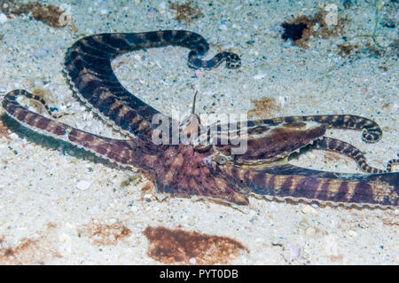 [Wunderpus Wonderpus photogenicus]. Puerto Galera, Philippinen. Stockfoto