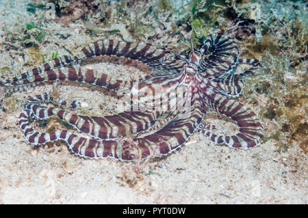 [Wunderpus Wonderpus photogenicus]. Puerto Galera, Philippinen. Stockfoto