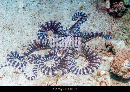 [Wunderpus Wonderpus photogenicus]. Puerto Galera, Philippinen. Stockfoto