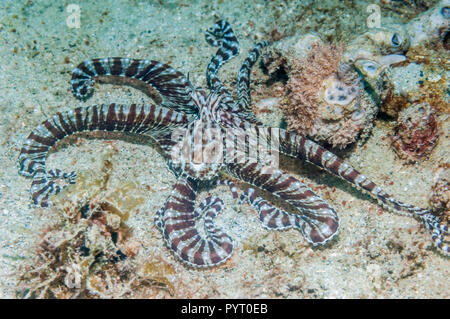 [Wunderpus Wonderpus photogenicus]. Puerto Galera, Philippinen. Stockfoto