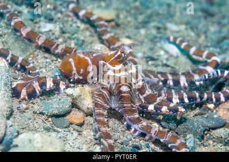 [Wunderpus Wonderpus photogenicus]. Puerto Galera, Philippinen. Stockfoto