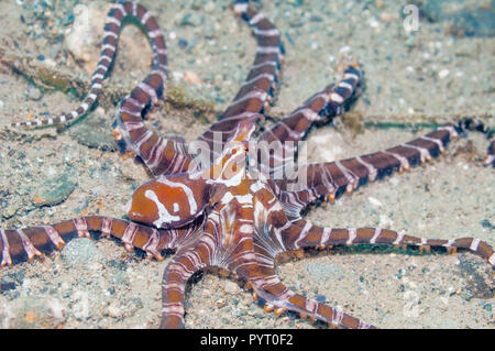 [Wunderpus Wonderpus photogenicus]. Puerto Galera, Philippinen. Stockfoto