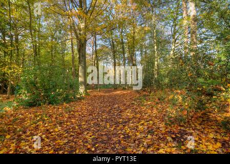 Ein Weg durch den Wald im Herbst. Orange und braune Blätter Teppich den Boden und Sonnenlicht durch die Baumkronen. Stockfoto