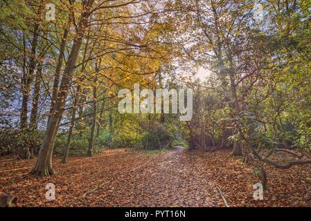 Ein Weg durch den Wald im Herbst. Orange und braune Blätter Teppich den Boden und Sonnenlicht durch die Baumkronen. Stockfoto