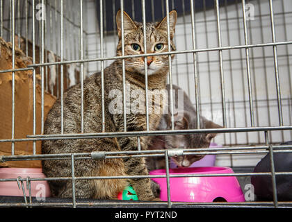 Zwei schöne Katzen im Käfig Unterschlupf für verlorene Tiere Stockfoto