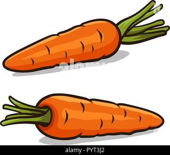 Vector Illustration von Möhren isoliert auf weißem Stock Vektor